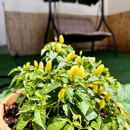 Monolocali Charlot Lejlighed